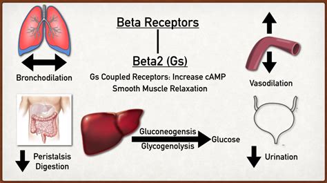 beta 2 receptor location|Iba pa.